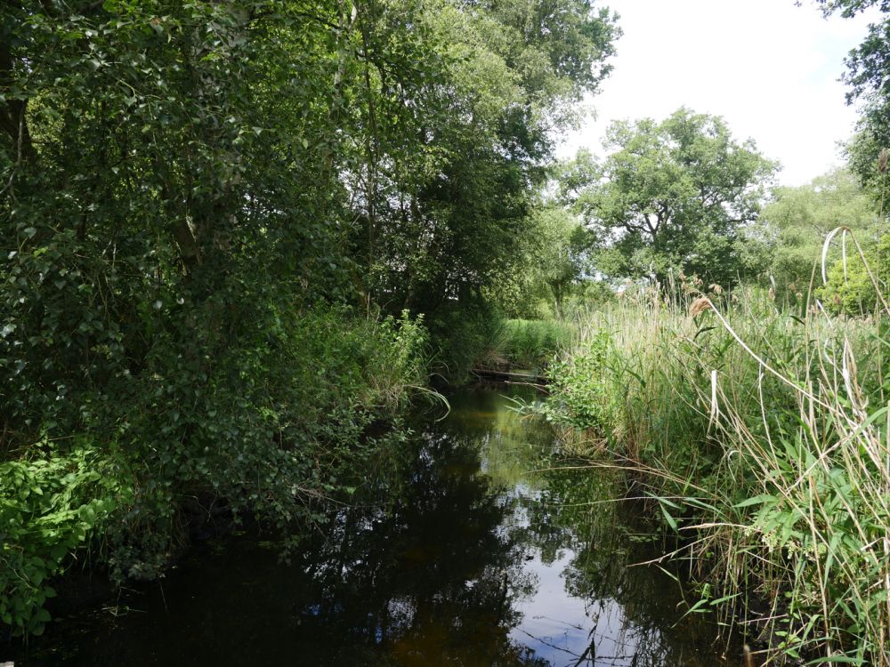 Holme Fen NNR contains birch woodland, heathland and acid grassland (Peterborough, Cambridgeshire)