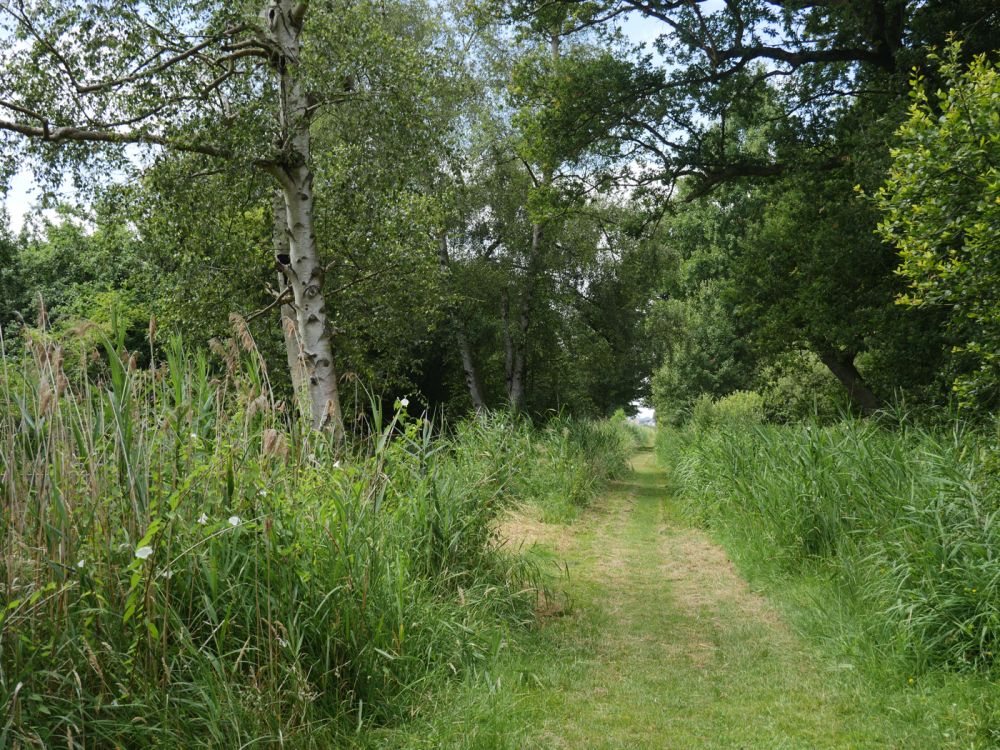Holme Fen NNR contains birch woodland, heathland and acid grassland (Peterborough, Cambridgeshire)