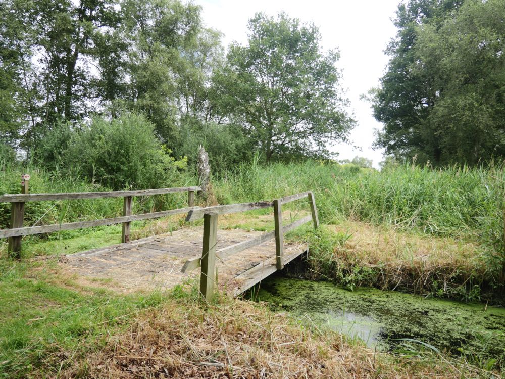 Holme Fen NNR contains birch woodland, heathland and acid grassland (Peterborough, Cambridgeshire)