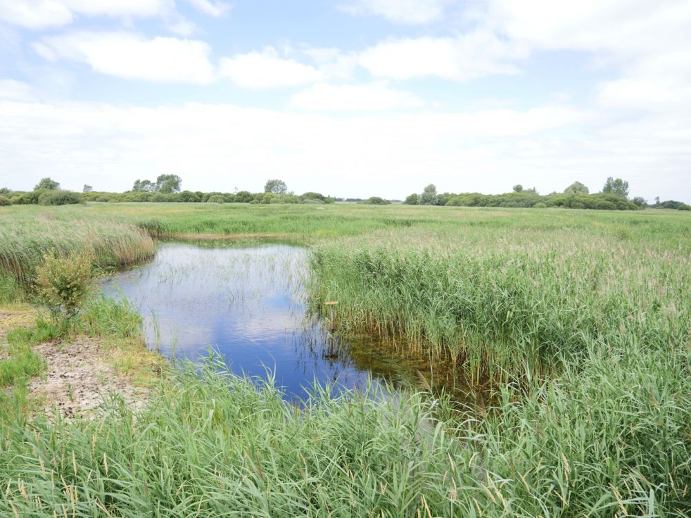 Holme Fen NNR contains birch woodland, heathland and acid grassland (Peterborough, Cambridgeshire)