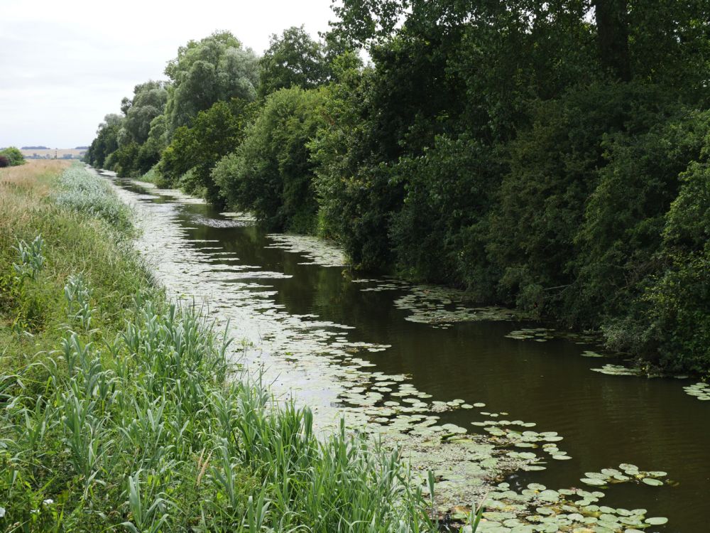 Holme Fen NNR contains birch woodland, heathland and acid grassland (Peterborough, Cambridgeshire)