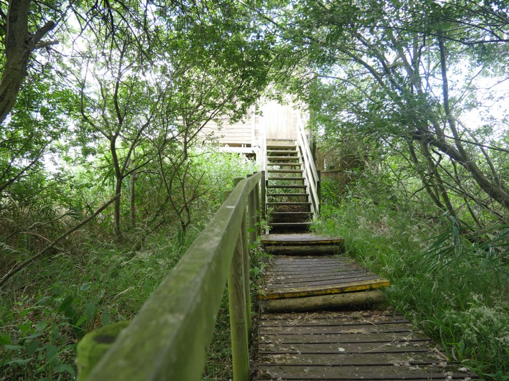 Holme Fen NNR contains birch woodland, heathland and acid grassland (Peterborough, Cambridgeshire)