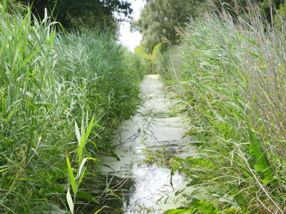 Holme Fen NNR contains birch woodland, heathland and acid grassland (Peterborough, Cambridgeshire)