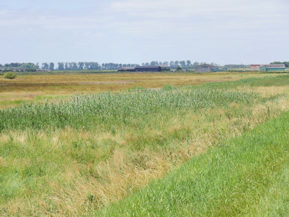 Holme Fen NNR contains birch woodland, heathland and acid grassland (Peterborough, Cambridgeshire)