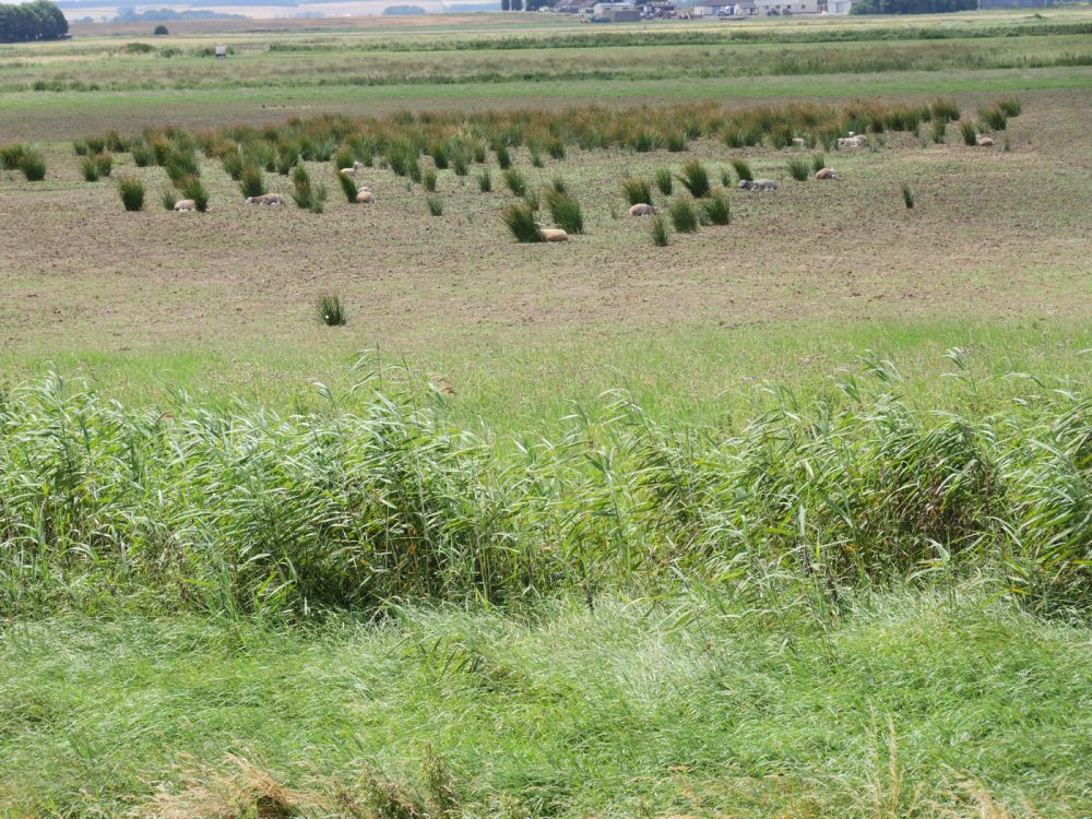 Holme Fen NNR contains birch woodland, heathland and acid grassland (Peterborough, Cambridgeshire)