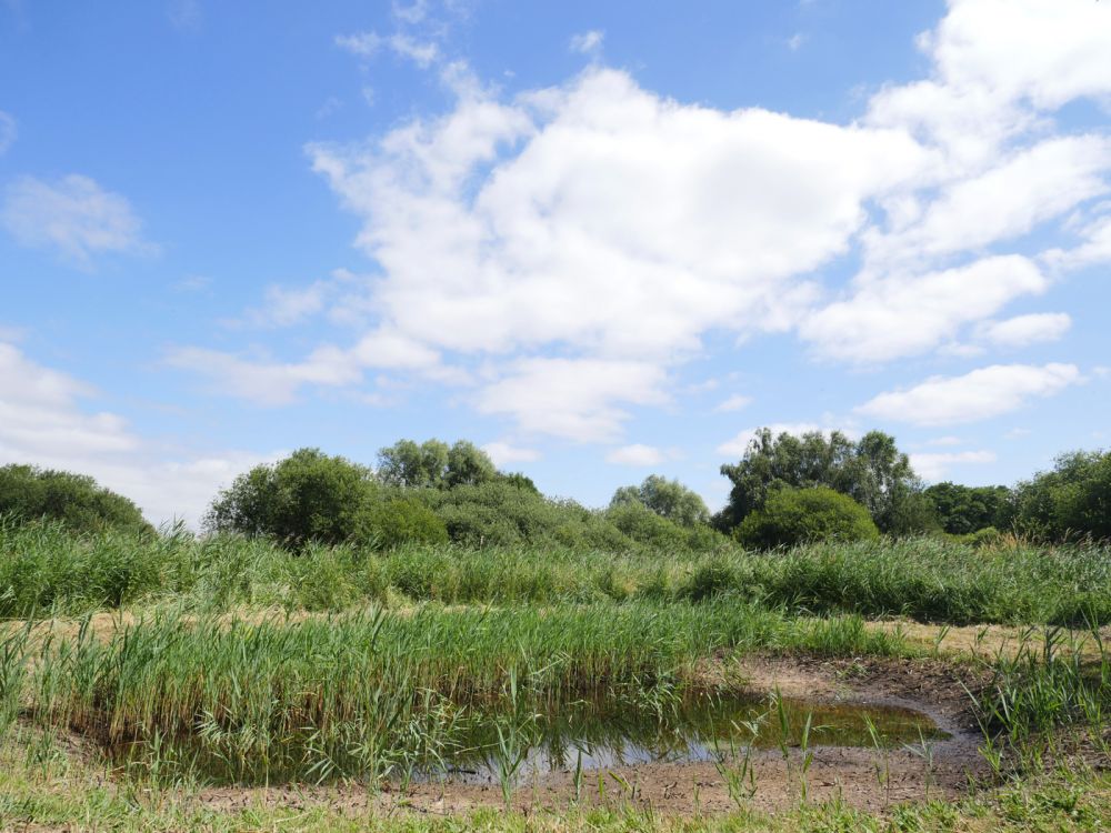 Holme Fen NNR contains birch woodland, heathland and acid grassland (Peterborough, Cambridgeshire)
