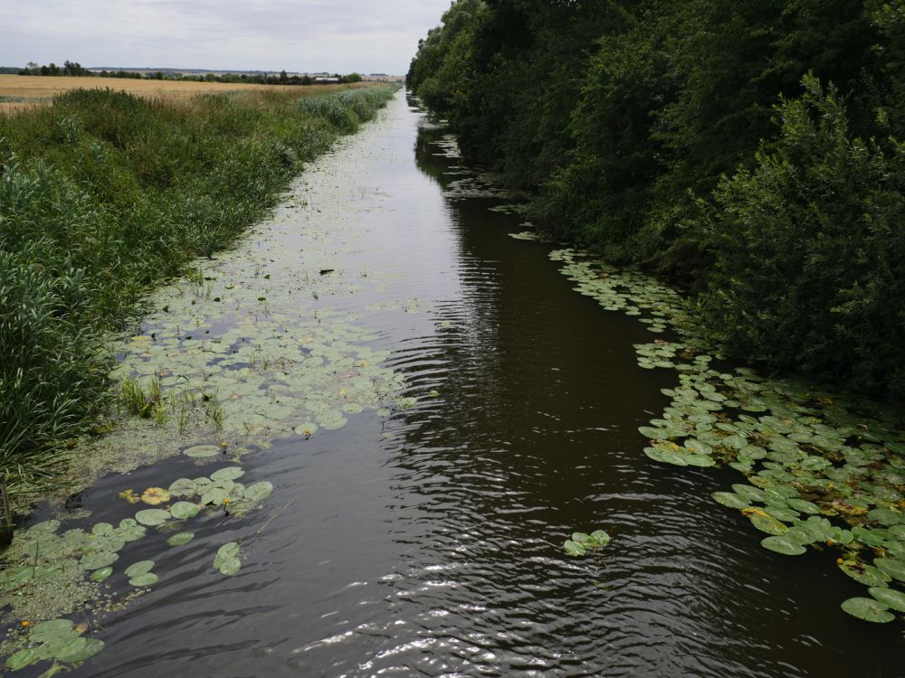 Holme Fen NNR contains birch woodland, heathland and acid grassland (Peterborough, Cambridgeshire)