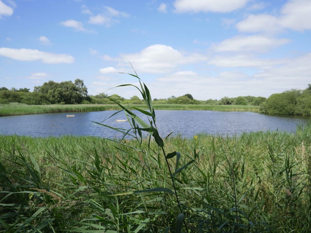 Holme Fen NNR contains birch woodland, heathland and acid grassland (Peterborough, Cambridgeshire)