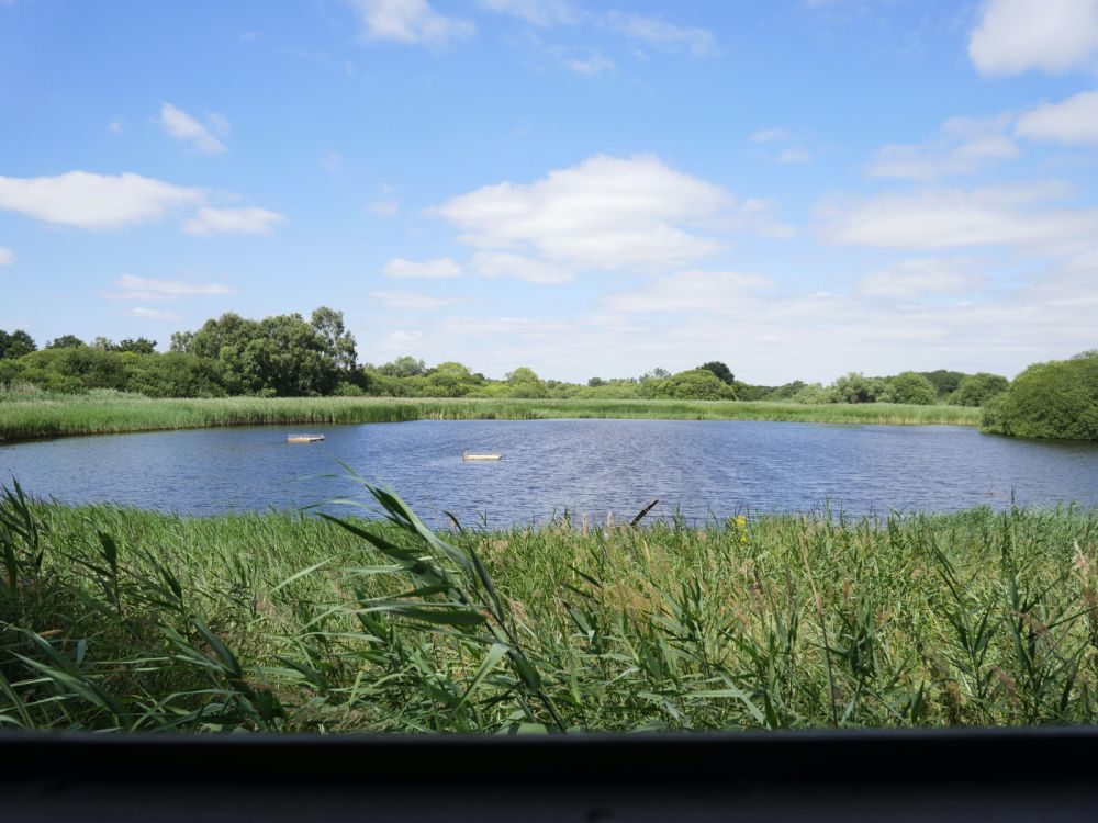 Holme Fen NNR contains birch woodland, heathland and acid grassland (Peterborough, Cambridgeshire)