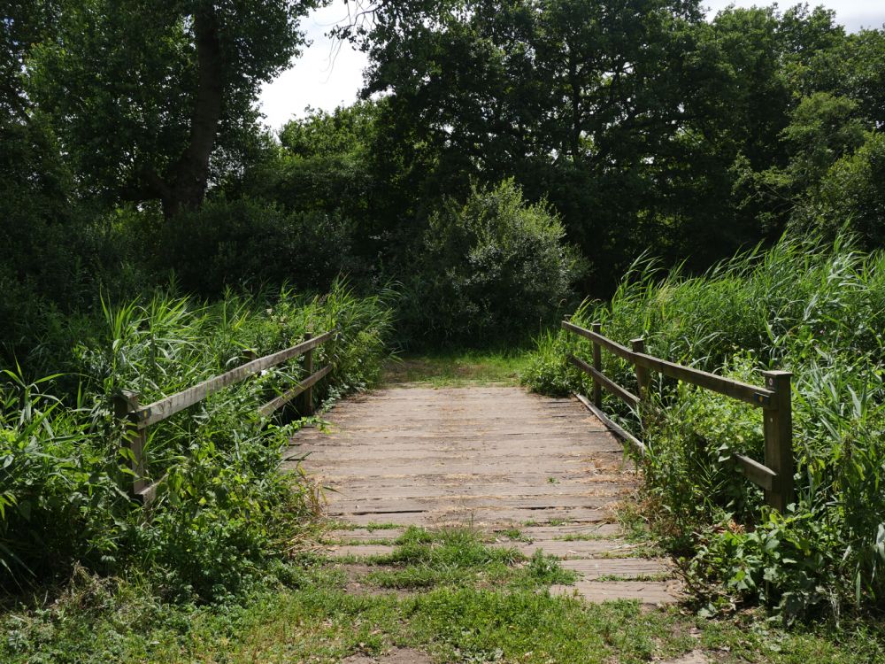 Holme Fen NNR contains birch woodland, heathland and acid grassland (Peterborough, Cambridgeshire)