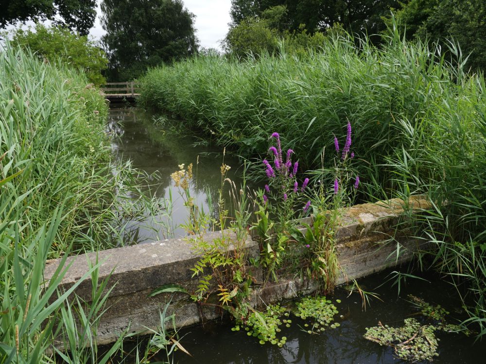 Holme Fen NNR contains birch woodland, heathland and acid grassland (Peterborough, Cambridgeshire)
