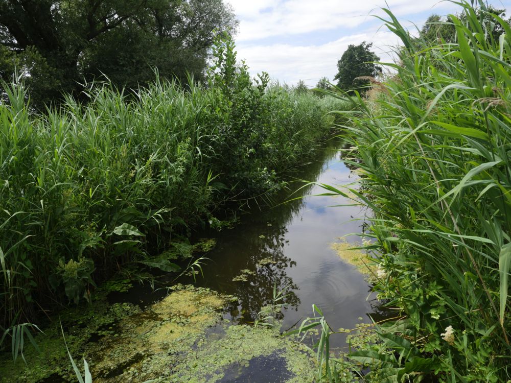 Holme Fen NNR contains birch woodland, heathland and acid grassland (Peterborough, Cambridgeshire)