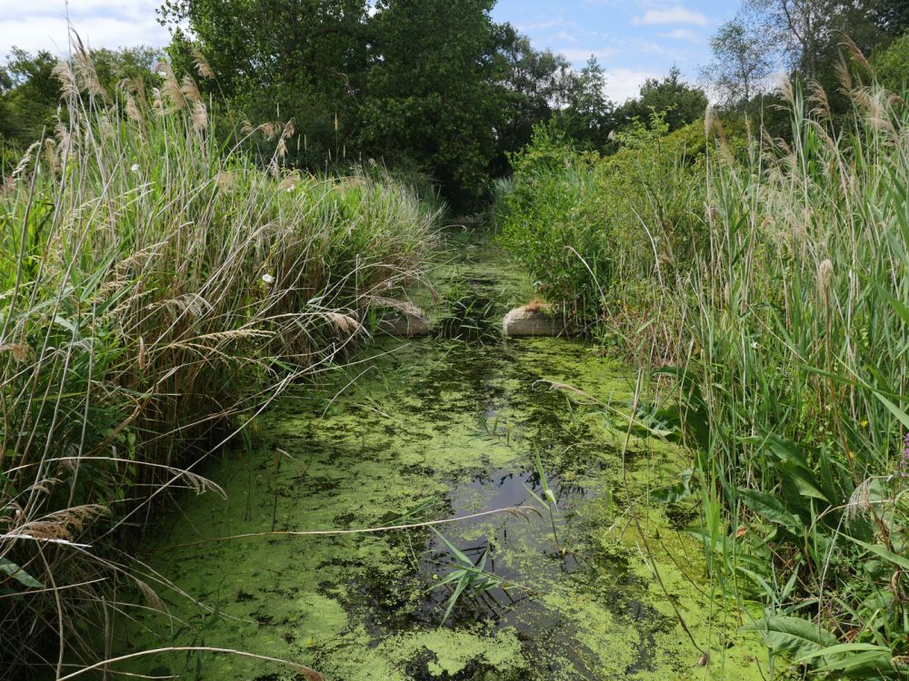 Holme Fen NNR contains birch woodland, heathland and acid grassland (Peterborough, Cambridgeshire)