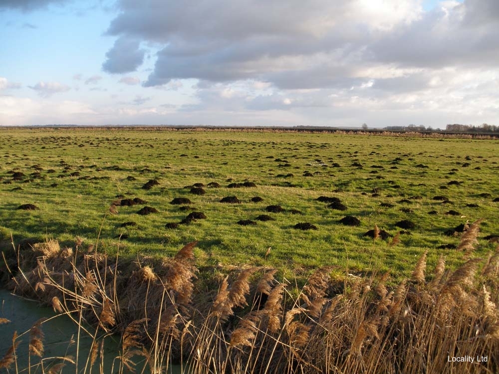 Holme Fen NNR contains birch woodland, heathland and acid grassland (Peterborough, Cambridgeshire)