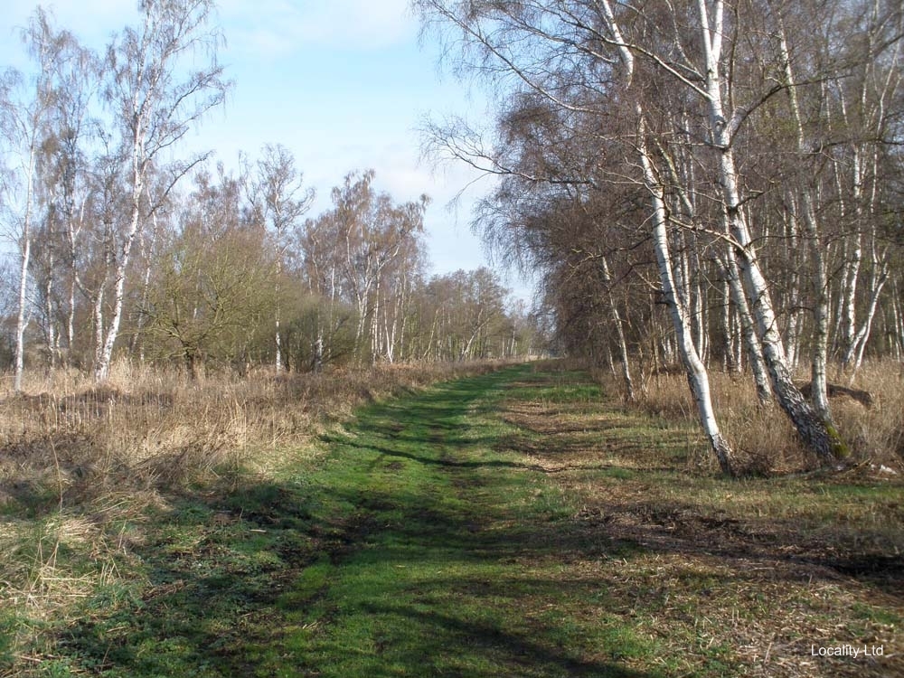 Holme Fen NNR contains birch woodland, heathland and acid grassland (Peterborough, Cambridgeshire)