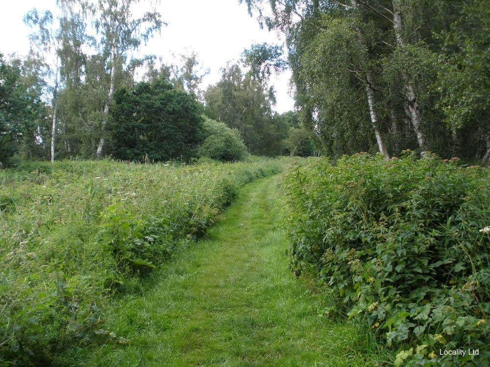 Holme Fen NNR contains birch woodland, heathland and acid grassland (Peterborough, Cambridgeshire)