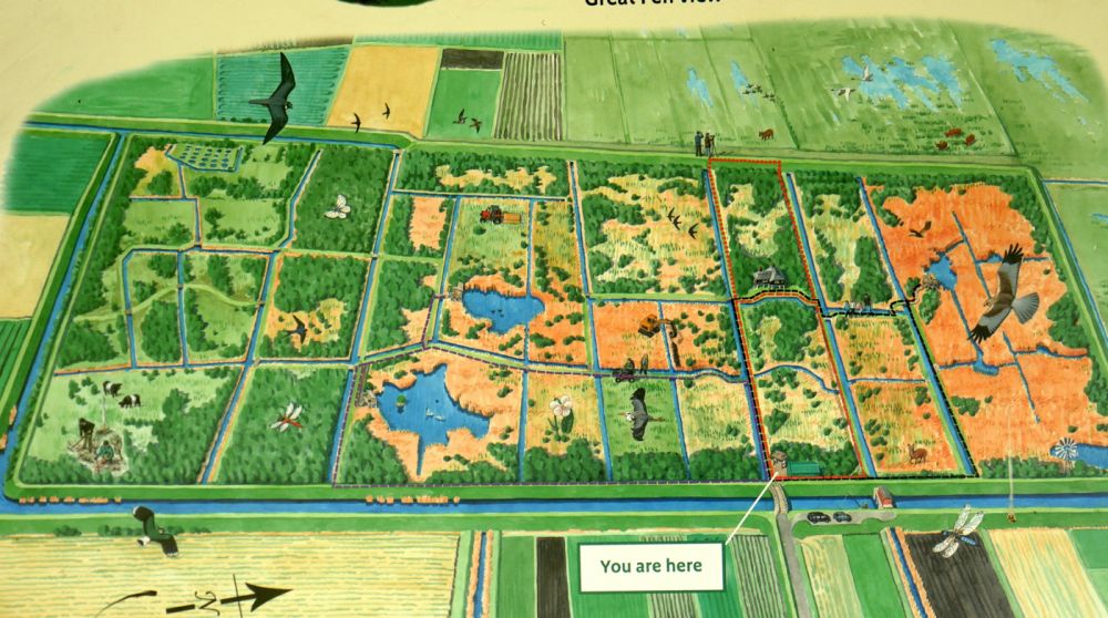 Holme Fen NNR contains birch woodland, heathland and acid grassland (Peterborough, Cambridgeshire)