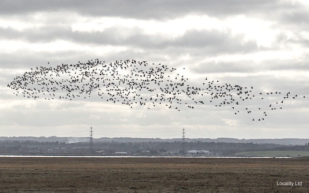 The Swale NNR  is a grazing marsh that supports significant populations of waterfowl. (Isle of Sheppey, Kent)