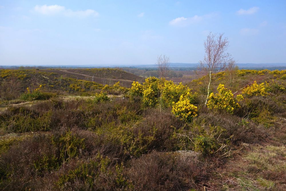 Thursley NNR comprises 325 hectares of lowland heath and woodland (Tursley, Surrey)
