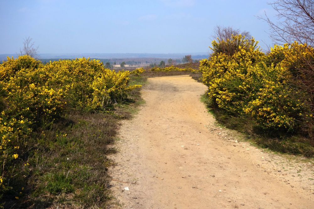 Thursley NNR comprises 325 hectares of lowland heath and woodland (Tursley, Surrey)