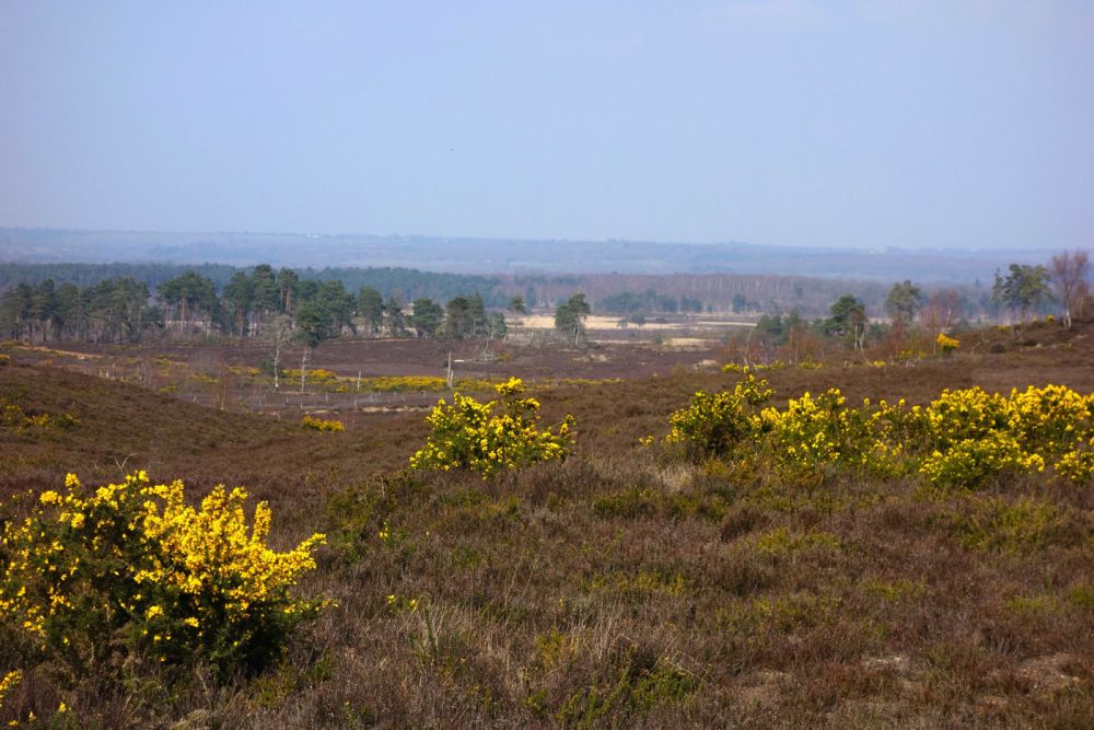 Thursley NNR comprises 325 hectares of lowland heath and woodland (Tursley, Surrey)