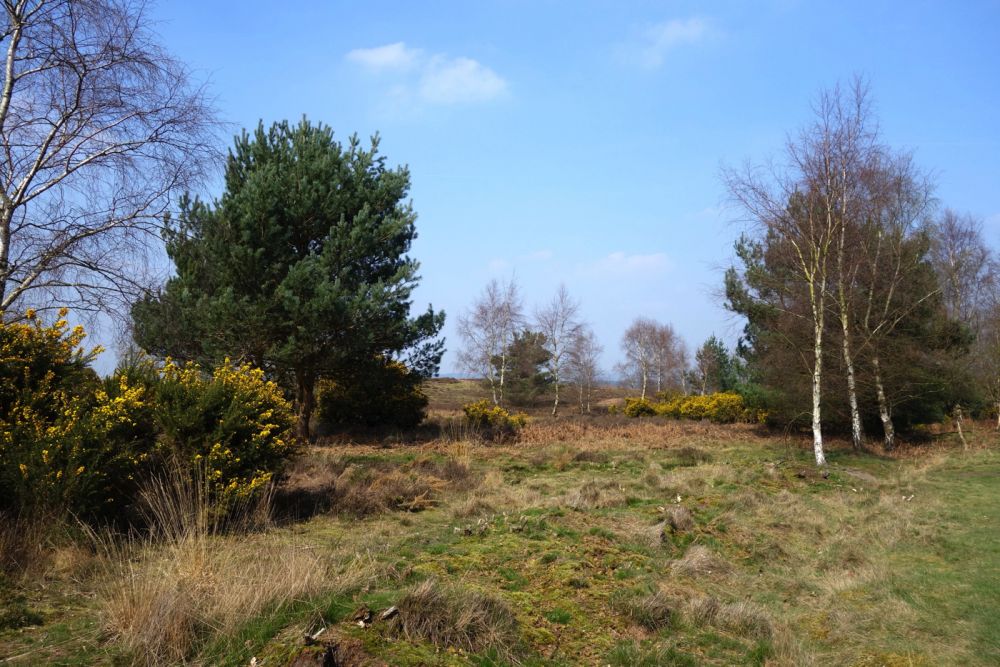 Thursley NNR comprises 325 hectares of lowland heath and woodland (Tursley, Surrey)