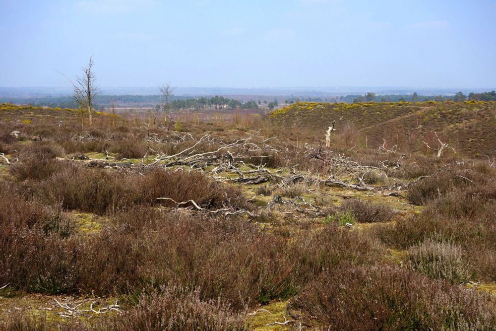 Thursley NNR comprises 325 hectares of lowland heath and woodland (Tursley, Surrey)