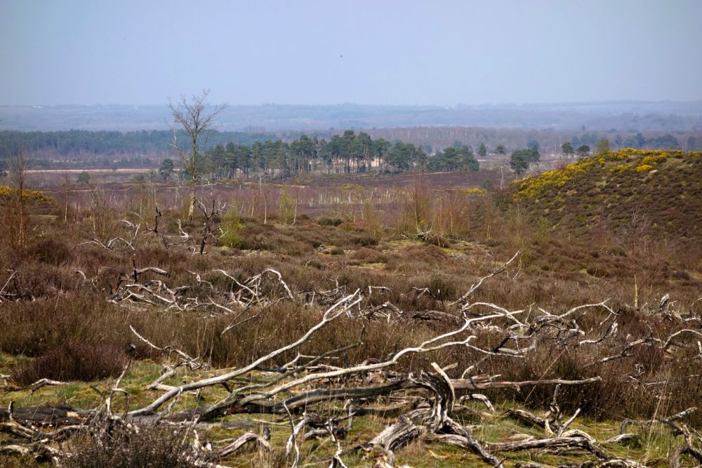 Thursley NNR comprises 325 hectares of lowland heath and woodland (Tursley, Surrey)