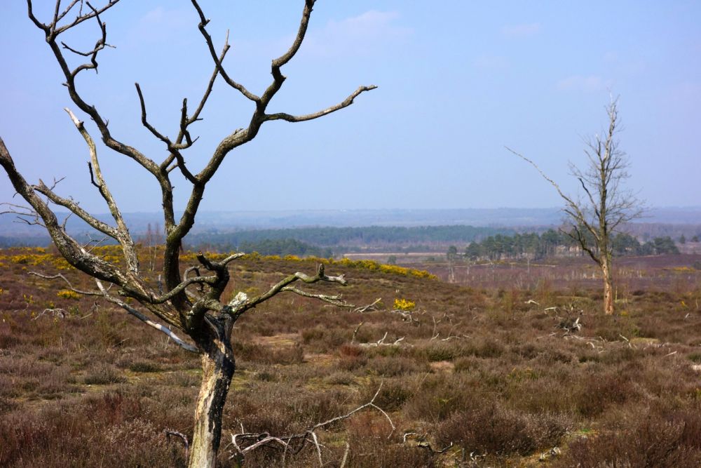 Thursley NNR comprises 325 hectares of lowland heath and woodland (Tursley, Surrey)