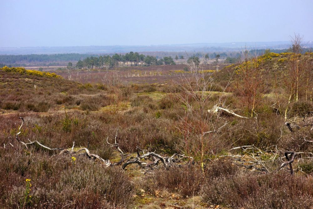 Thursley NNR comprises 325 hectares of lowland heath and woodland (Tursley, Surrey)