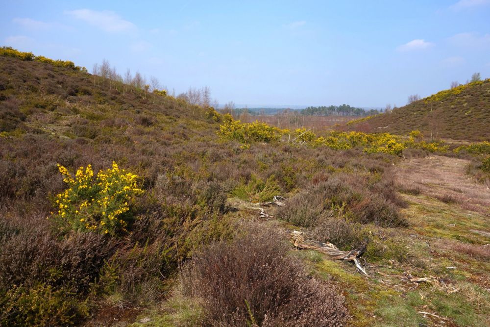Thursley NNR comprises 325 hectares of lowland heath and woodland (Tursley, Surrey)