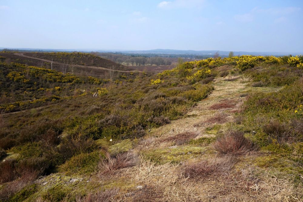 Thursley NNR comprises 325 hectares of lowland heath and woodland (Tursley, Surrey)