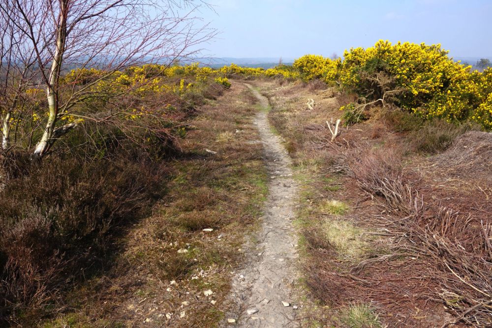 Thursley NNR comprises 325 hectares of lowland heath and woodland (Tursley, Surrey)