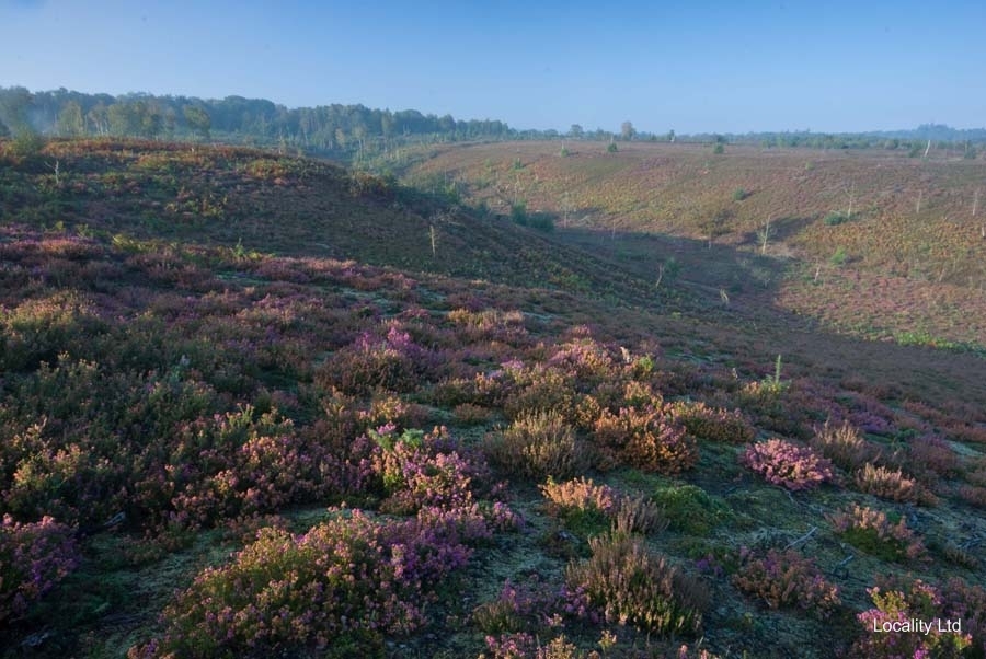 Thursley NNR comprises 325 hectares of lowland heath and woodland (Tursley, Surrey)