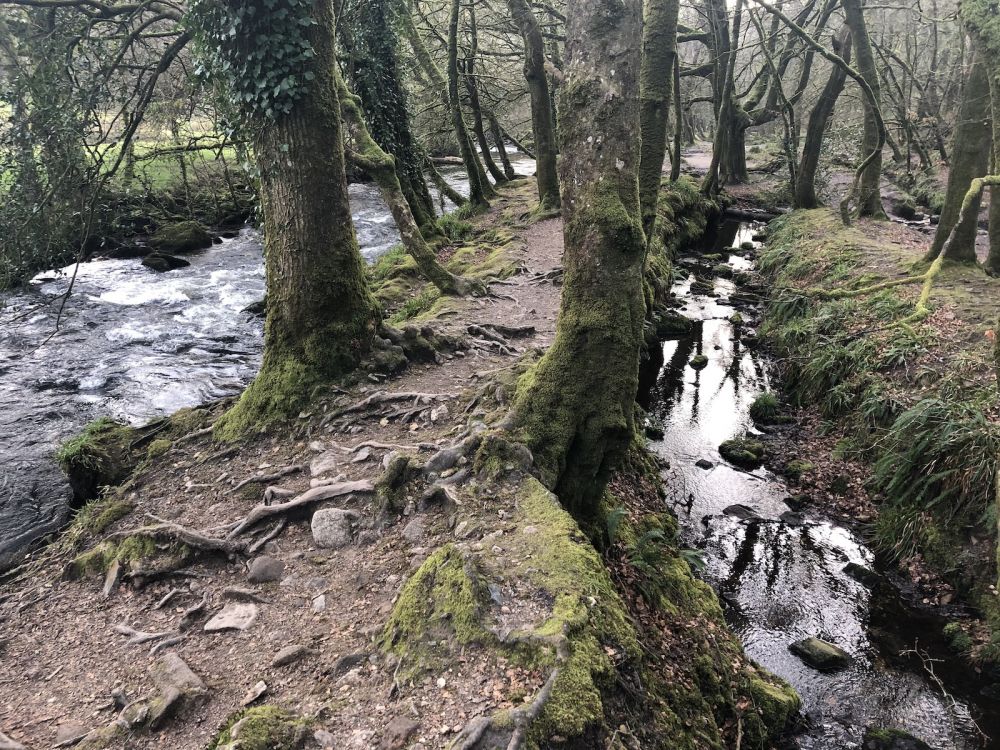 The River Fowey falls 90m at Golitha Falls (Liskeard, Cornwall)