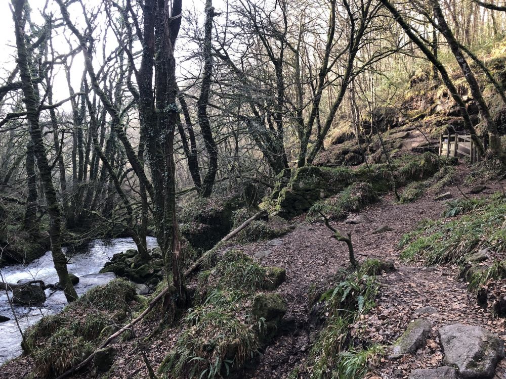 The River Fowey falls 90m at Golitha Falls (Liskeard, Cornwall)