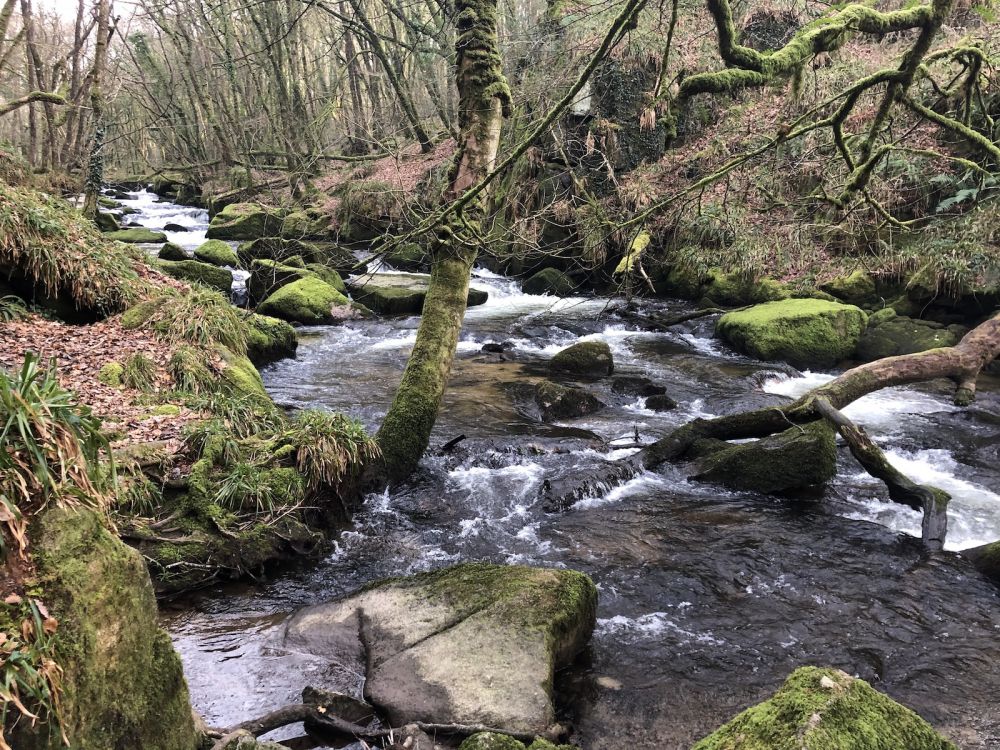 The River Fowey falls 90m at Golitha Falls (Liskeard, Cornwall)