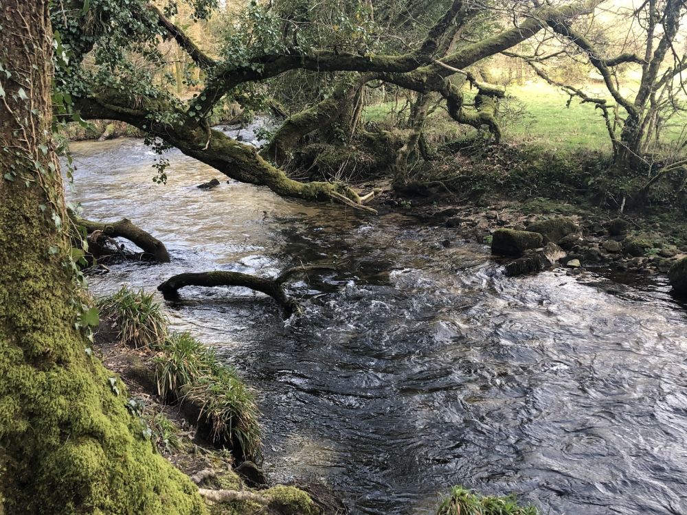 The River Fowey falls 90m at Golitha Falls (Liskeard, Cornwall)