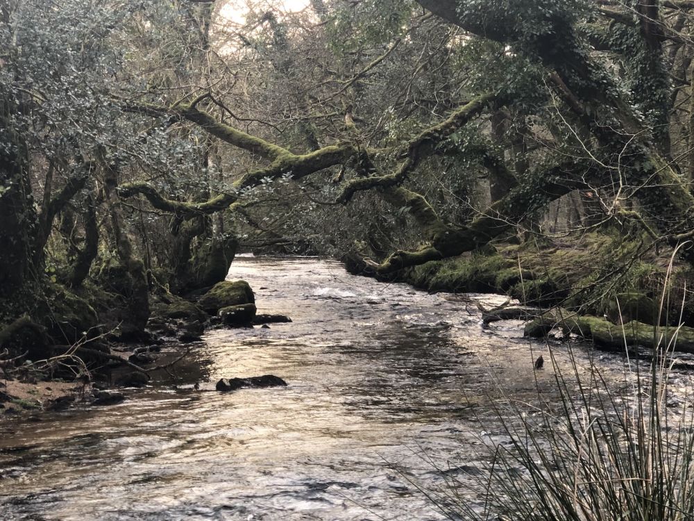 The River Fowey falls 90m at Golitha Falls (Liskeard, Cornwall)