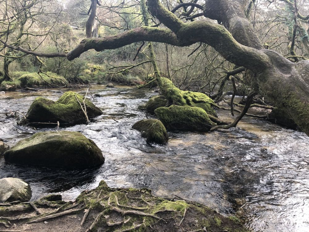 The River Fowey falls 90m at Golitha Falls (Liskeard, Cornwall)