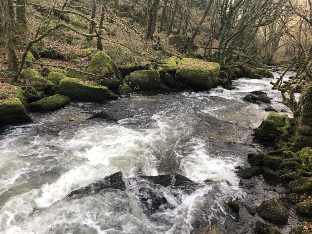The River Fowey falls 90m at Golitha Falls (Liskeard, Cornwall)