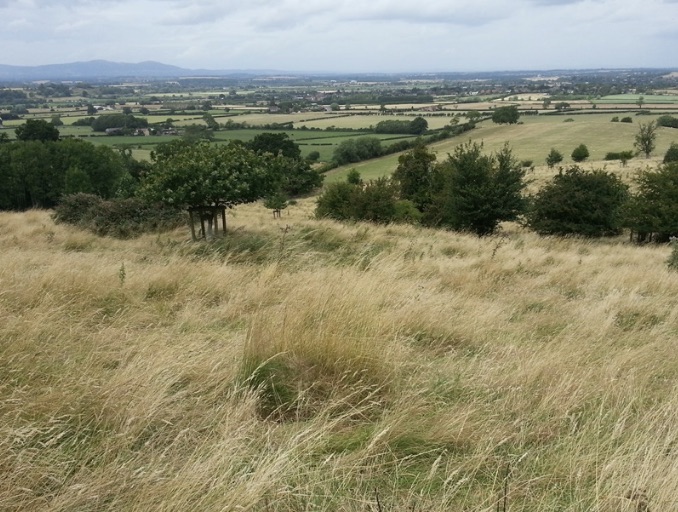 Wyre forest national nature reserve (Worcestershire)