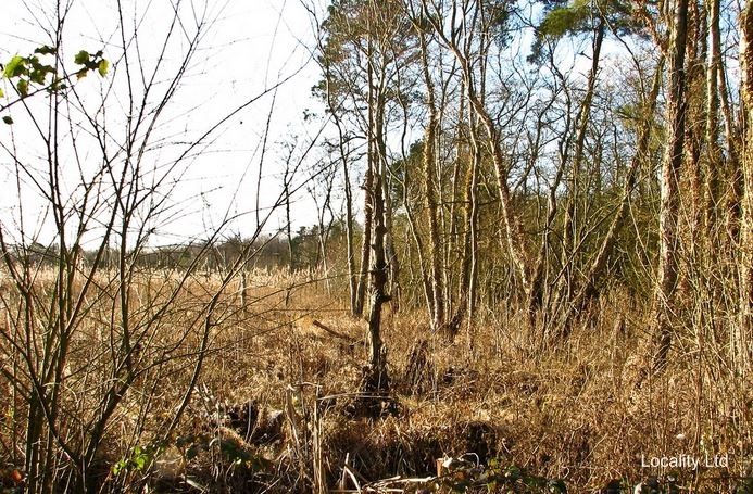 Wybunbury Moss National nature reserve (Cheshire)