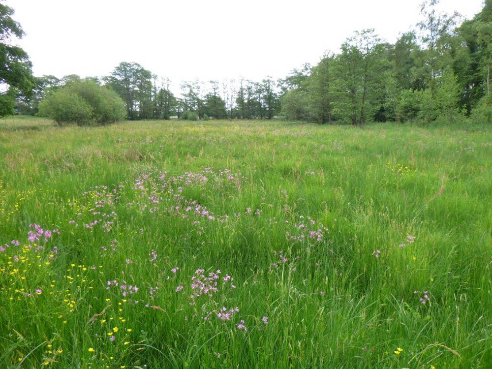 Wybunbury Moss National nature reserve (Cheshire)