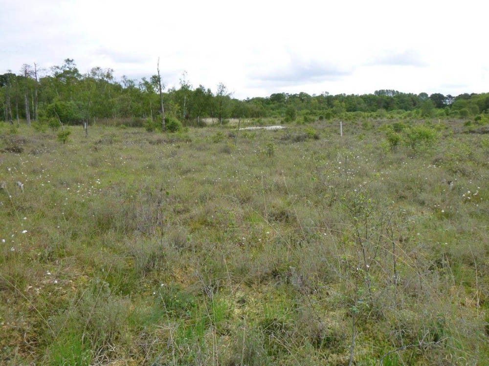 Wybunbury Moss National nature reserve (Cheshire)