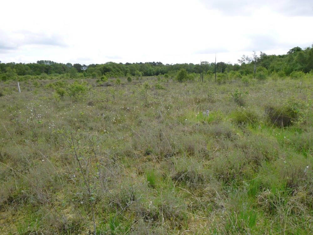 Wybunbury Moss National nature reserve (Cheshire)