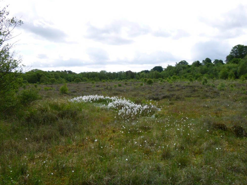Wybunbury Moss National nature reserve (Cheshire)