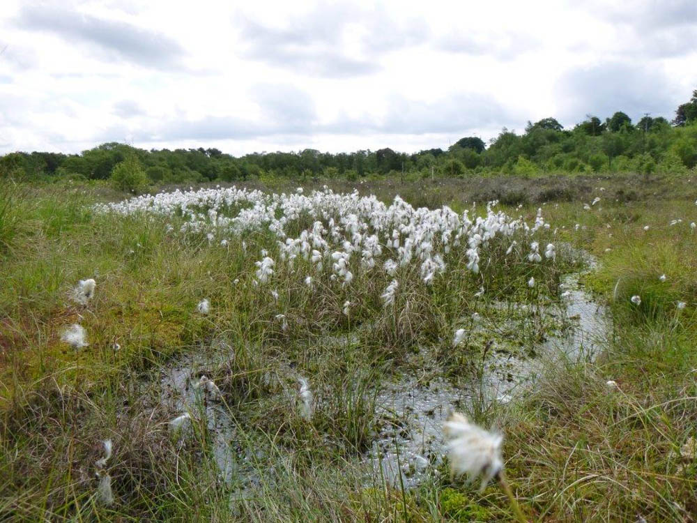 Wybunbury Moss National nature reserve (Cheshire)