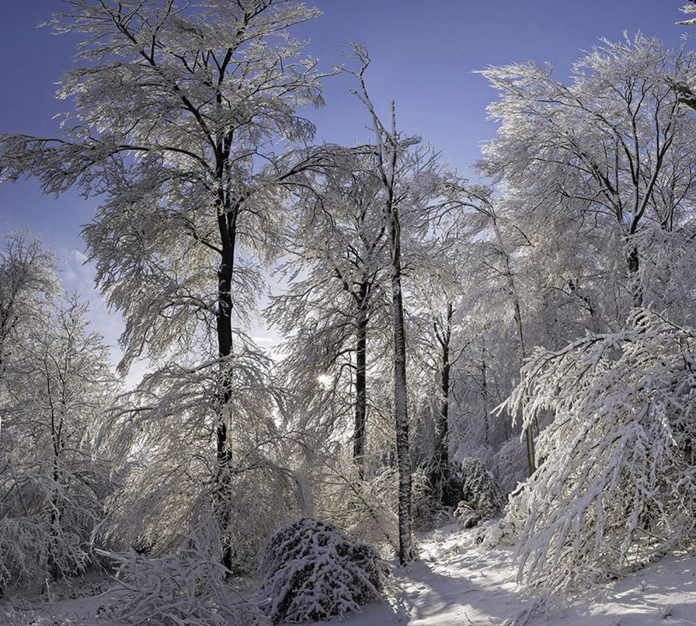 Cotswold Commons and Beechwoods national nature reserve (Cranham, Gloucestershire)