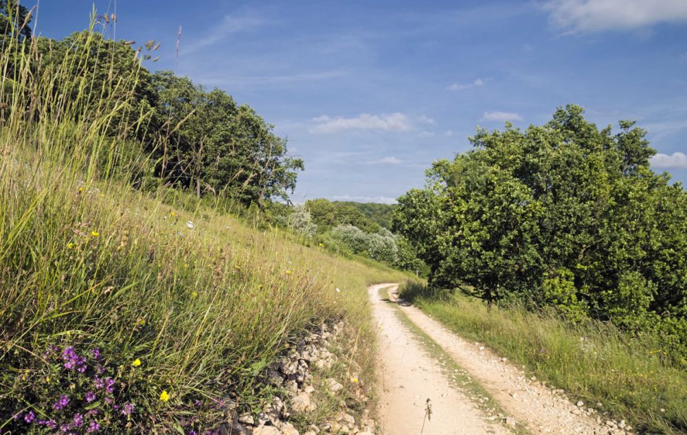 Cotswold Commons and Beechwoods national nature reserve (Cranham, Gloucestershire)